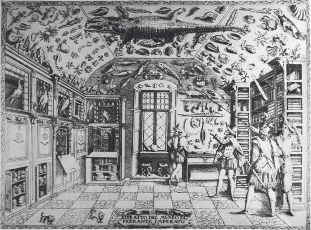 Materiali per i più piccoli. Il "museo" di Ferrante Imparato. Stampa tratta da Dell'Historia Naturale (Napoli 1599). 