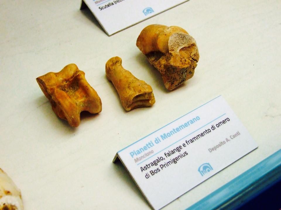 Dicerorhinus hemitaechus (rinoceronte), una mandibola di jaena (iena), un astragalo, una falange e un frammento di omero di Bos. 