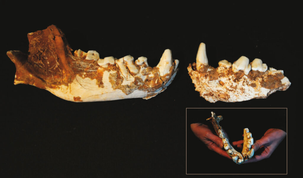 Dicerorhinus hemitaechus (rinoceronte), una mandibola di jaena (iena), un astragalo, una falange e un frammento di omero di Bos. 