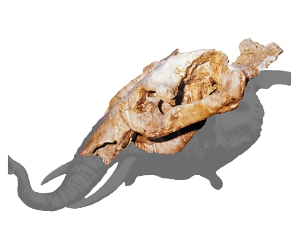 Il Paleolitico. Valle Nocchia, Pitigliano. Cranio di Elephas anticuus e relativa ricostruzione grafica